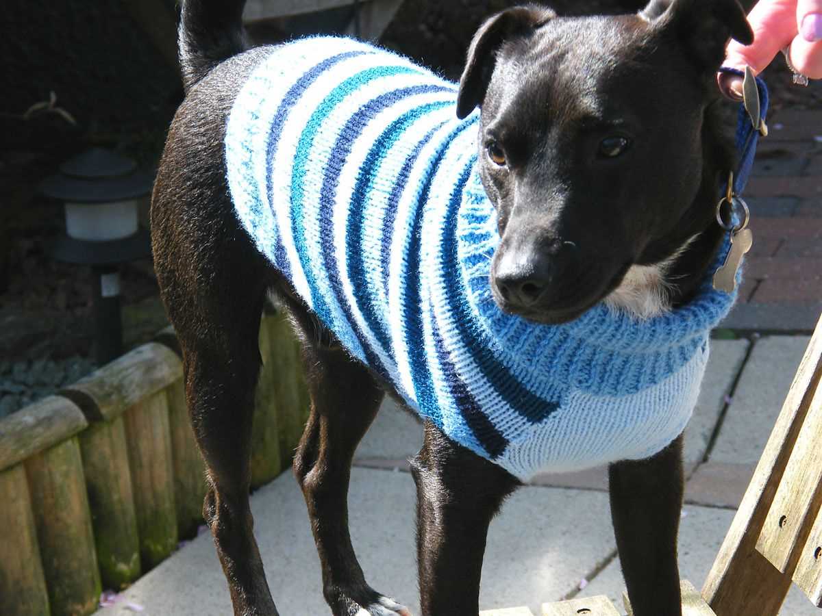 Chunky knit dog sweater pattern