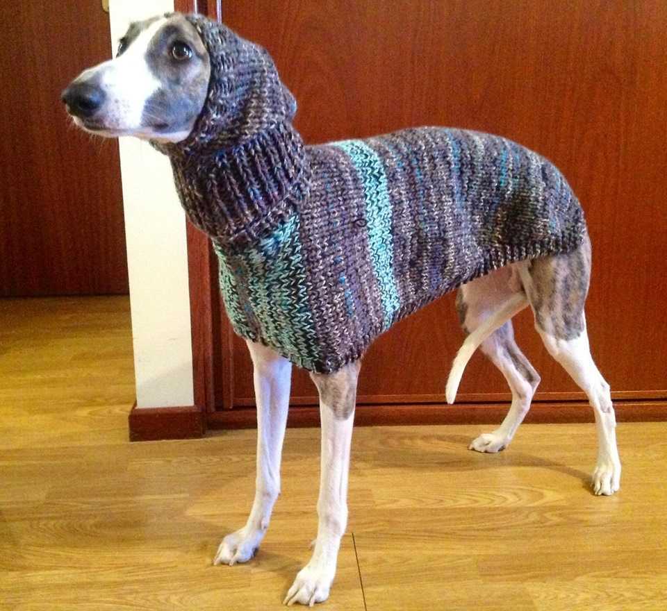 Dog coats for whippets and greyhounds knitting pattern