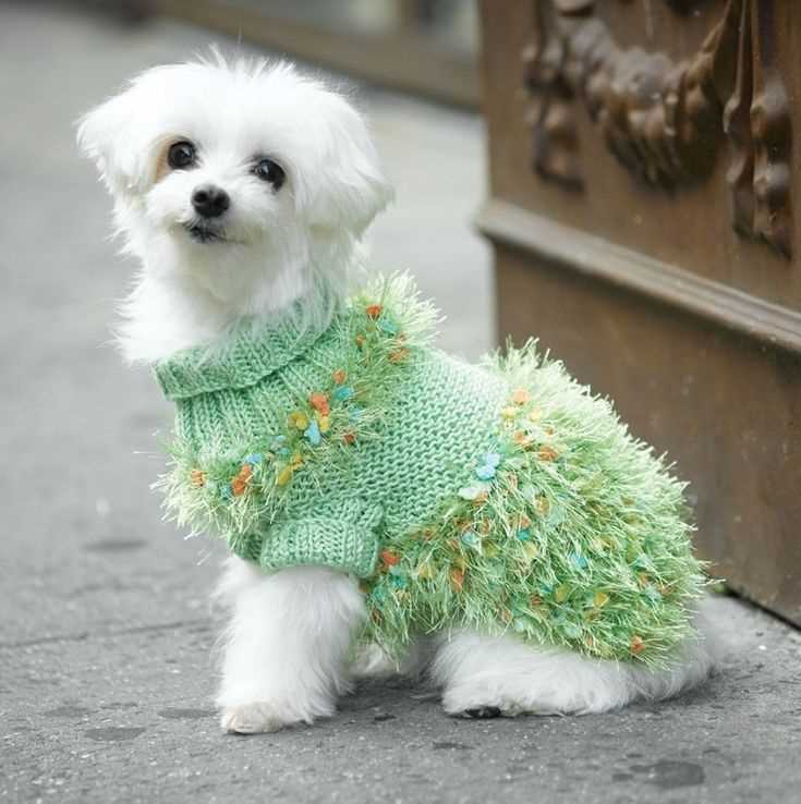 Free knitting patterns for pets