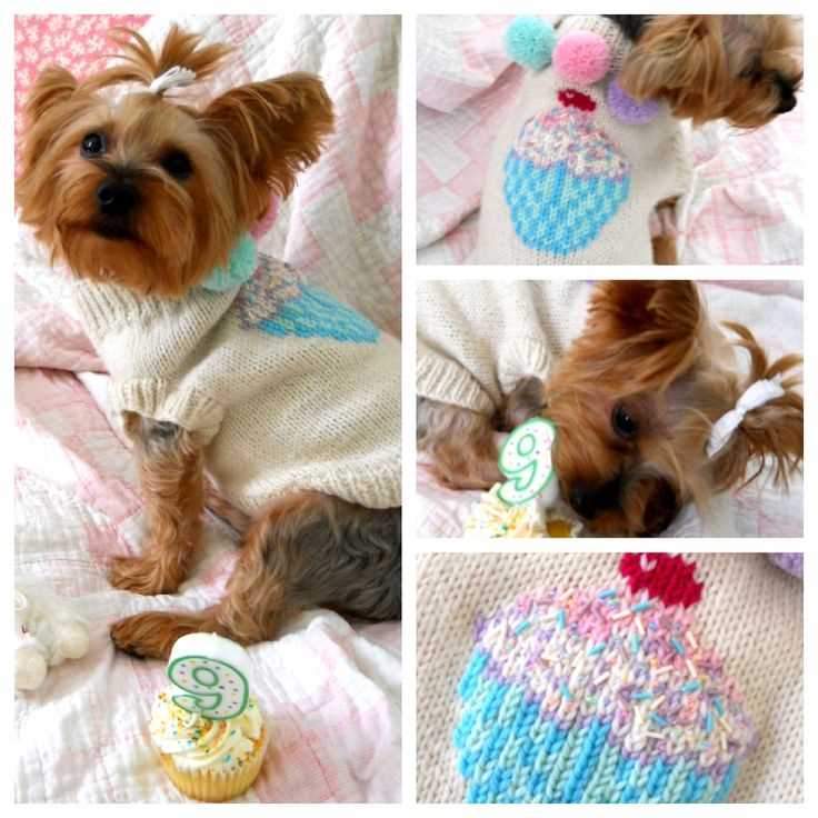 Creative knitting projects for pampered pets Free knitting patterns for pets