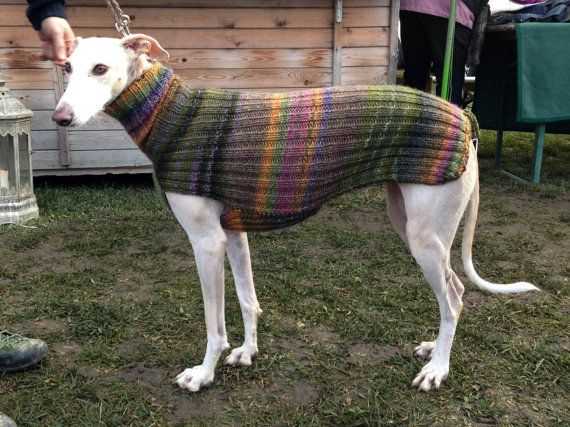 Dog coats for whippets and greyhounds knitting pattern