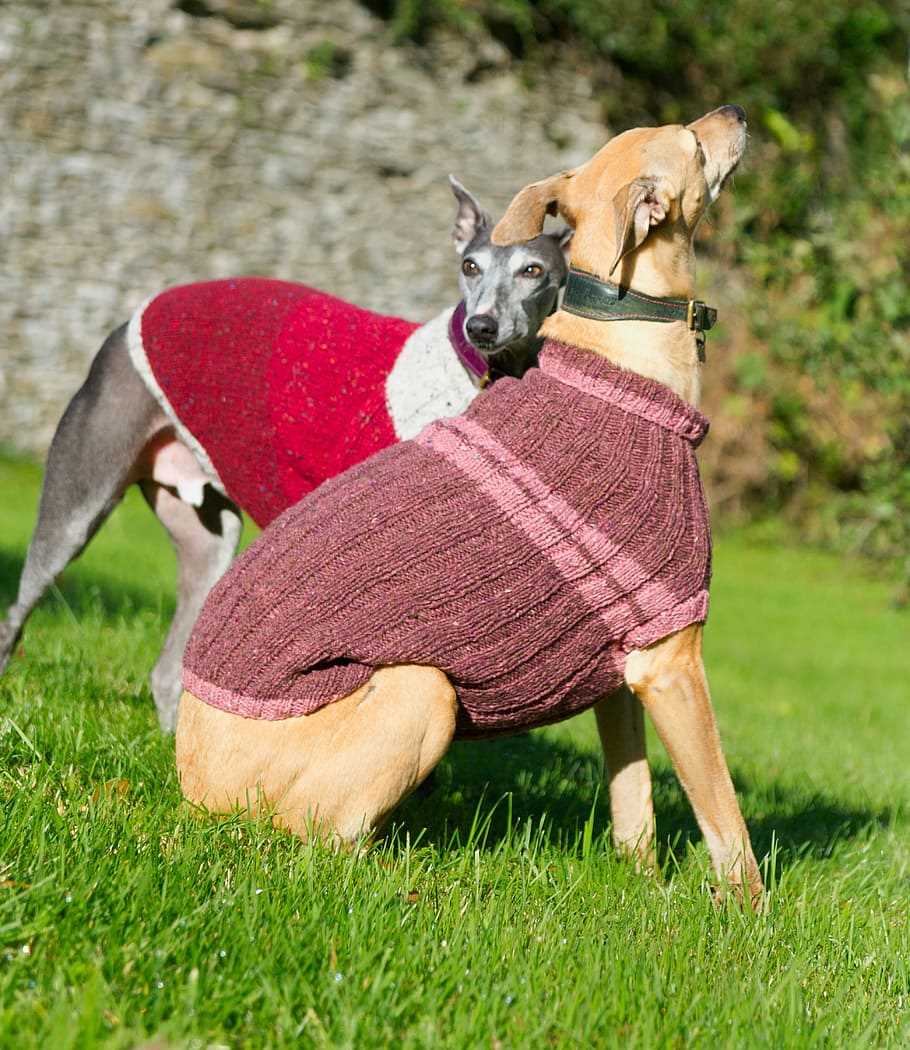 Dog coats for whippets and greyhounds knitting pattern