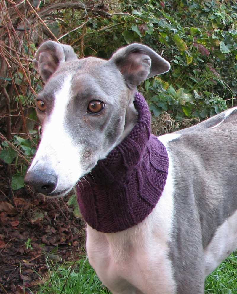 Dog coats for whippets and greyhounds knitting pattern