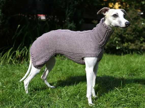 Dog coats for whippets and greyhounds knitting pattern