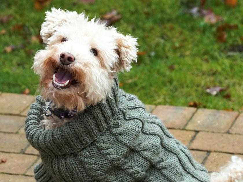 Free knitting patterns for pets