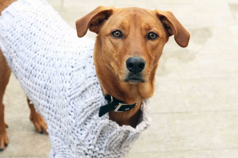 Chunky knit dog sweater pattern